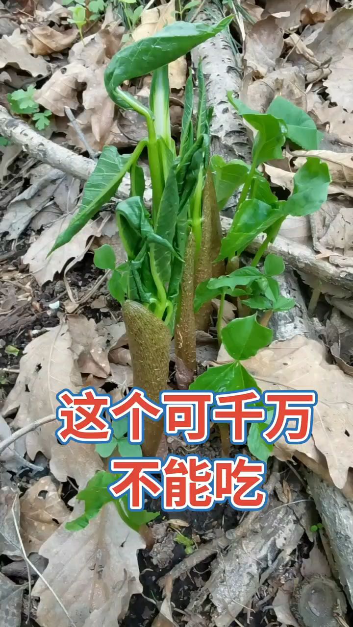 东北南星,它开出的花叫作山苞米,又叫大参,但它可不能吃