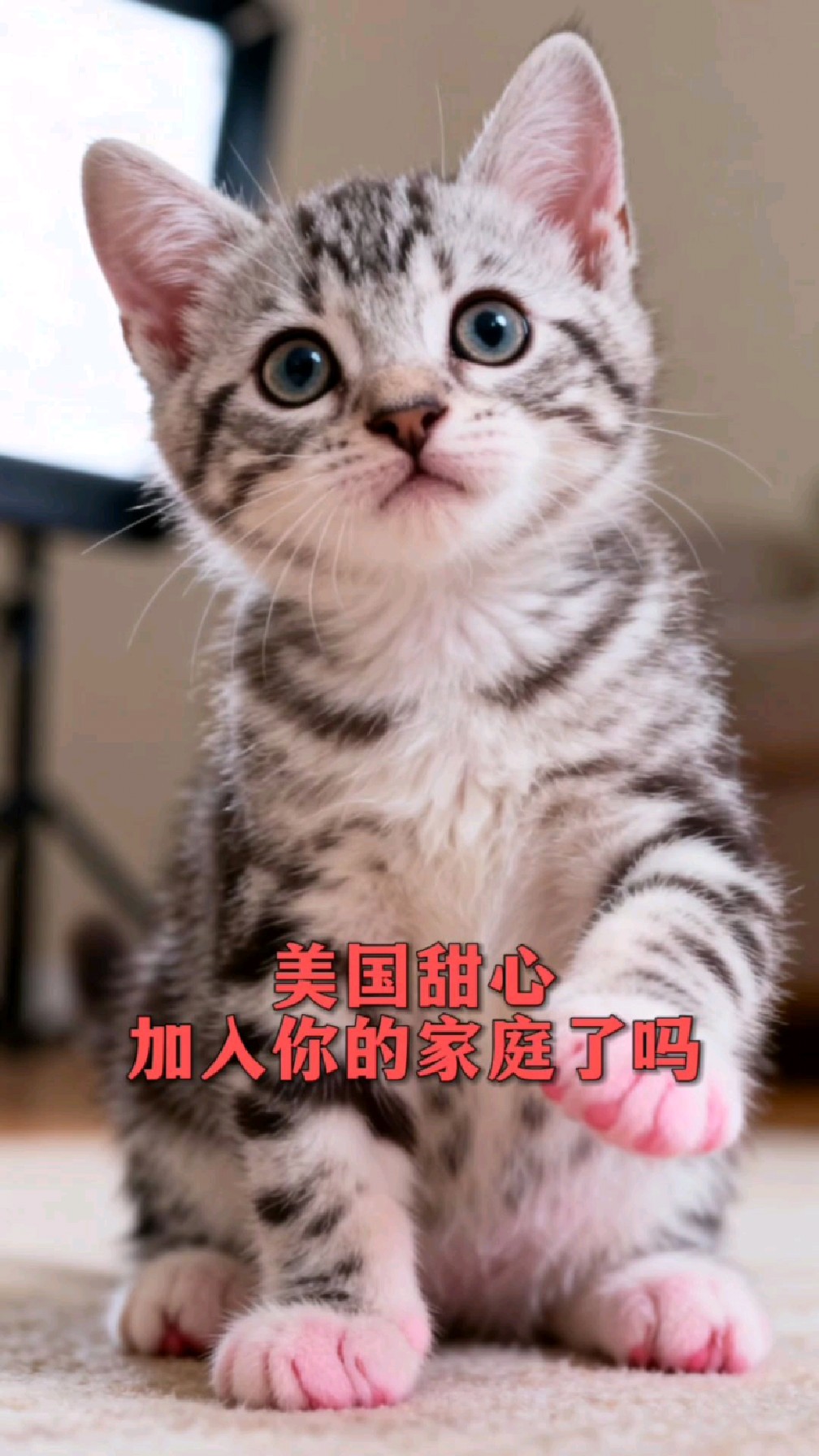 猫界的“肌肉猛男”：为什么说美短是猫中“健身教练”？