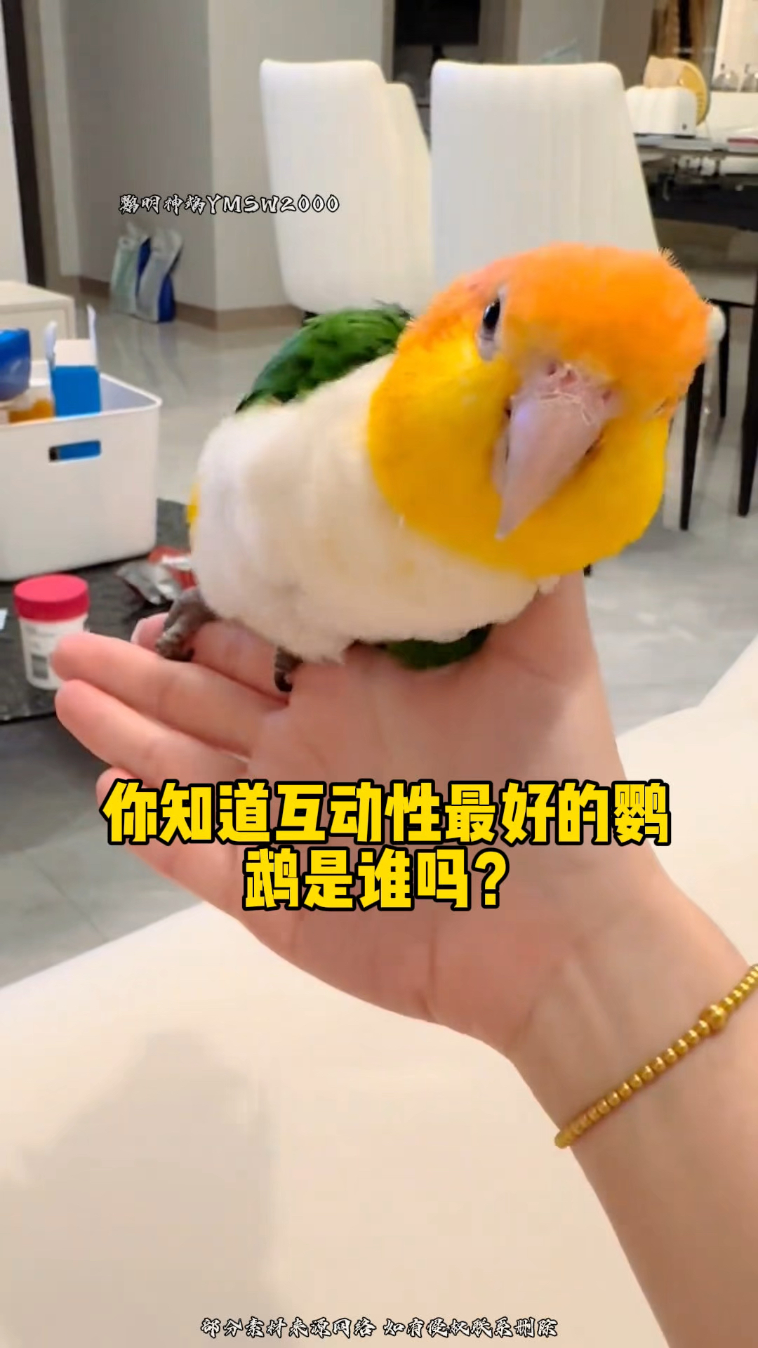 鹦鹉界“社牛天花板”!会蹦迪的毛绒玩具!