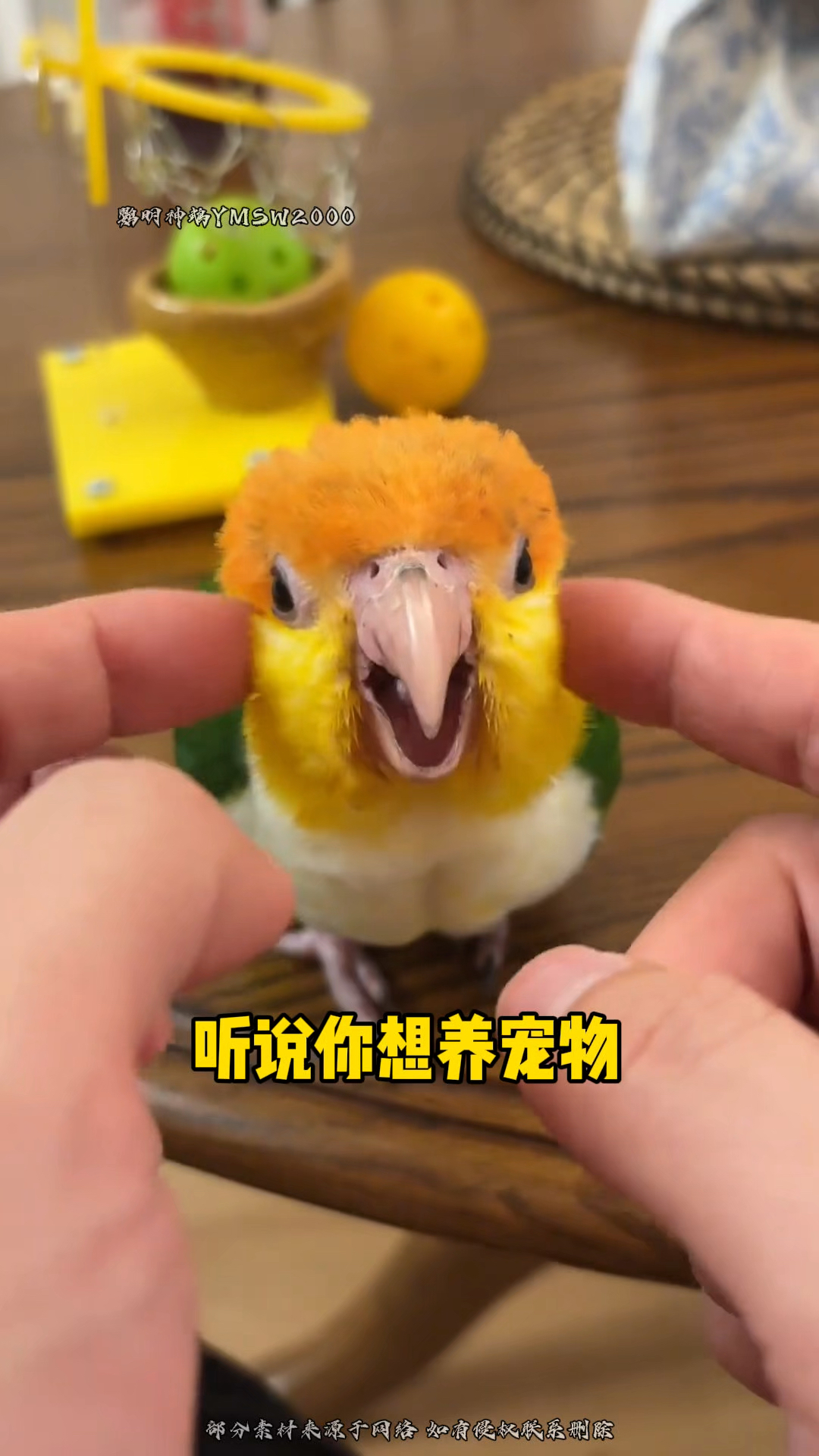 鸟中“秋裤萌主”!会蹦迪的凯克鹦鹉,养它=养了个毛绒表情包?