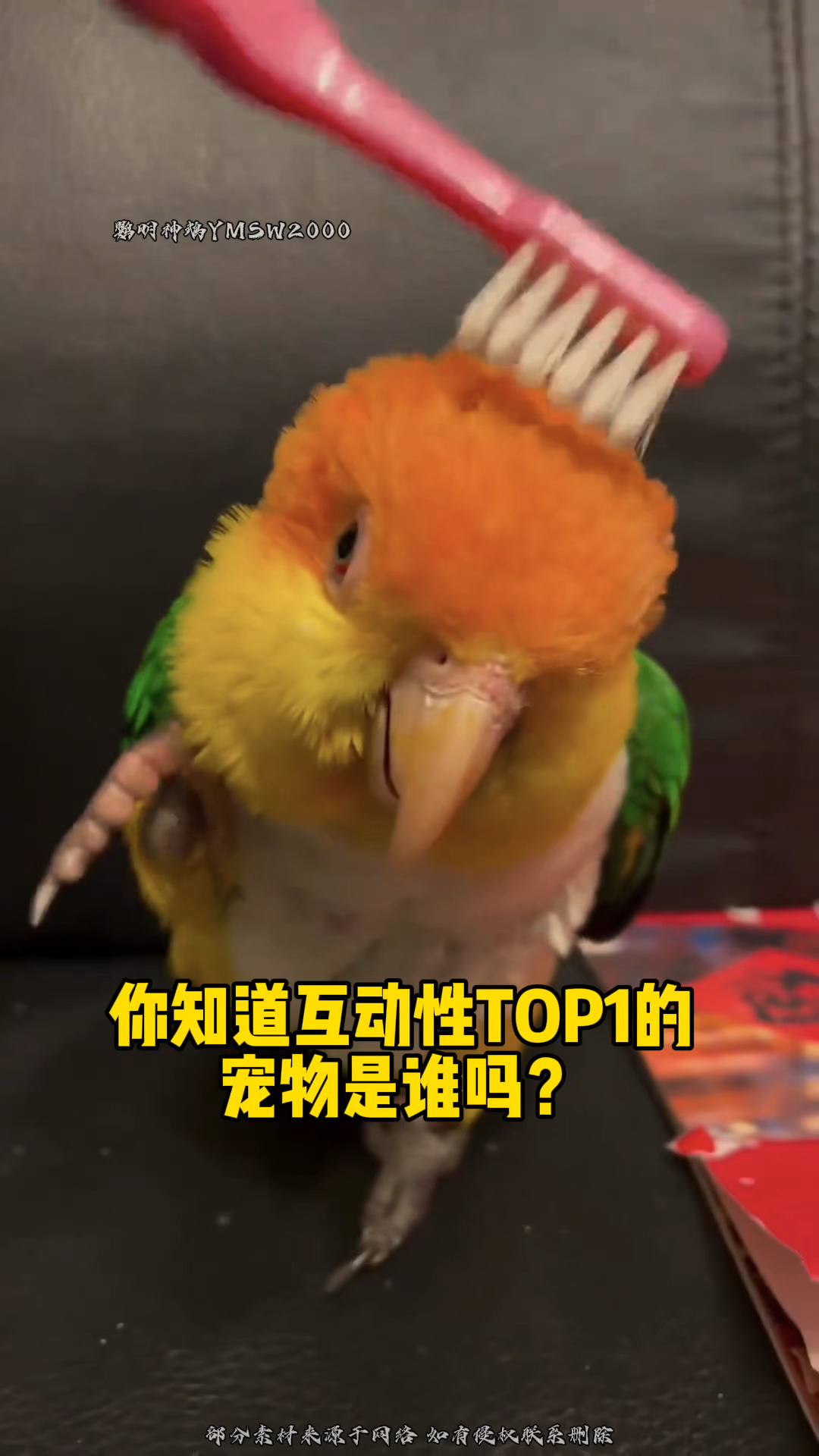 鹦鹉界“粘人精”!会蹦迪的毛绒玩具?