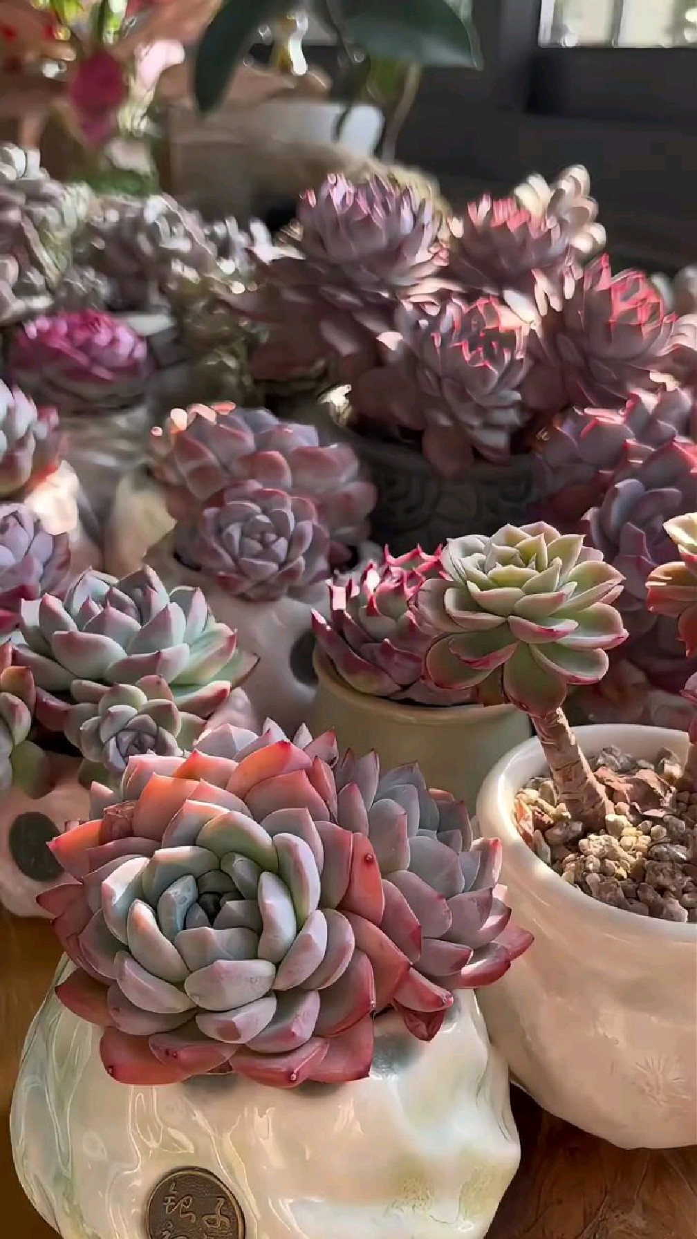 推荐给大家我认为好看又不容易挂的老品种多肉