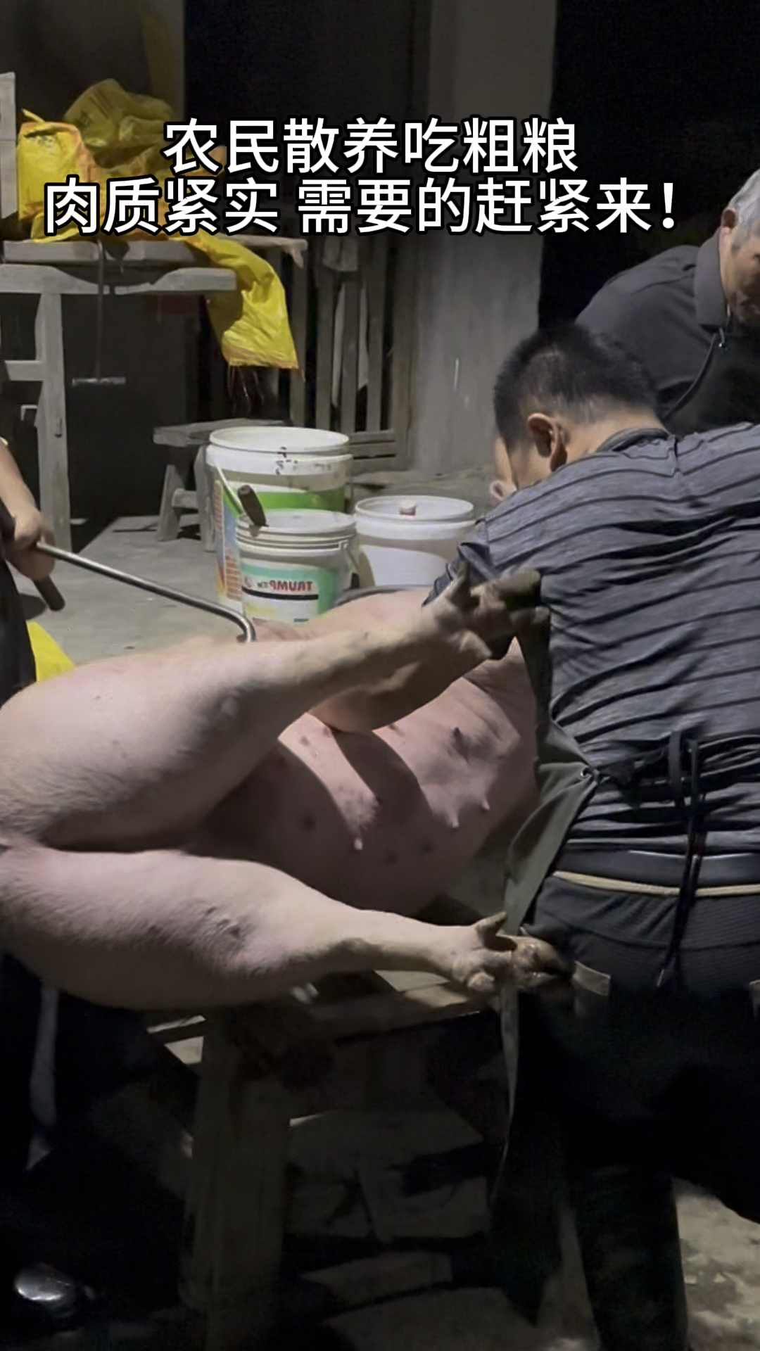 生态喂养好猪肉,肉质紧实营养足,吃出健康好状态!