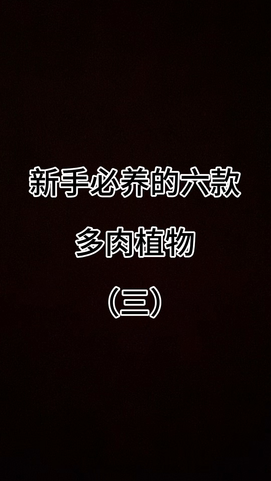 新手必养的六款多肉植物（三）#黄丽多肉 #紫珍珠