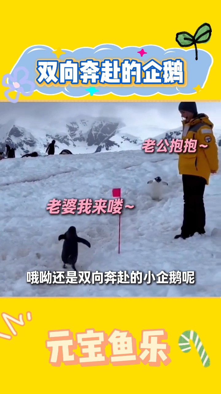 双向奔赴的小企鹅呀