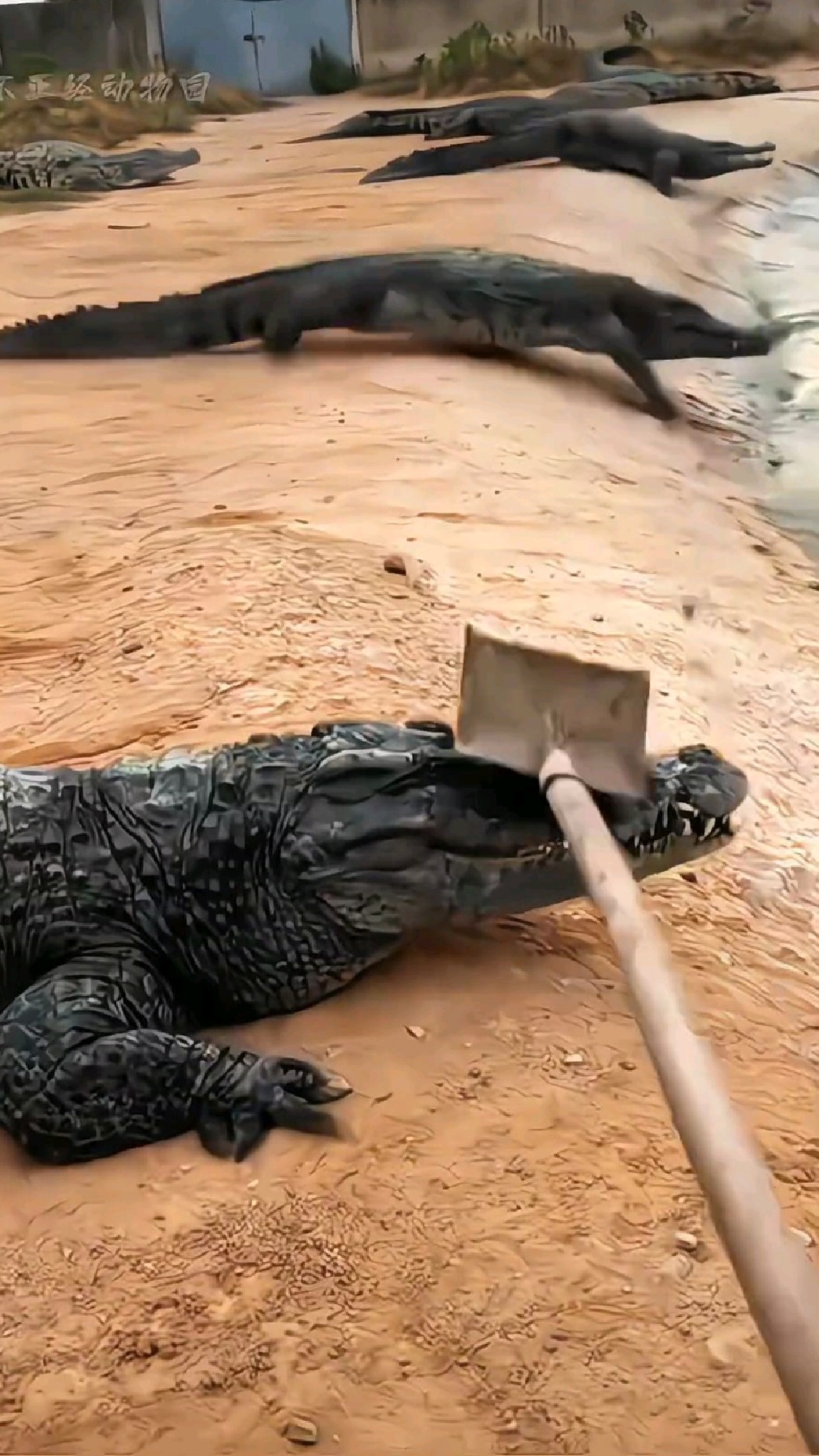 水中霸主鳄鱼见到人类，也得乖乖地忍气吞声！