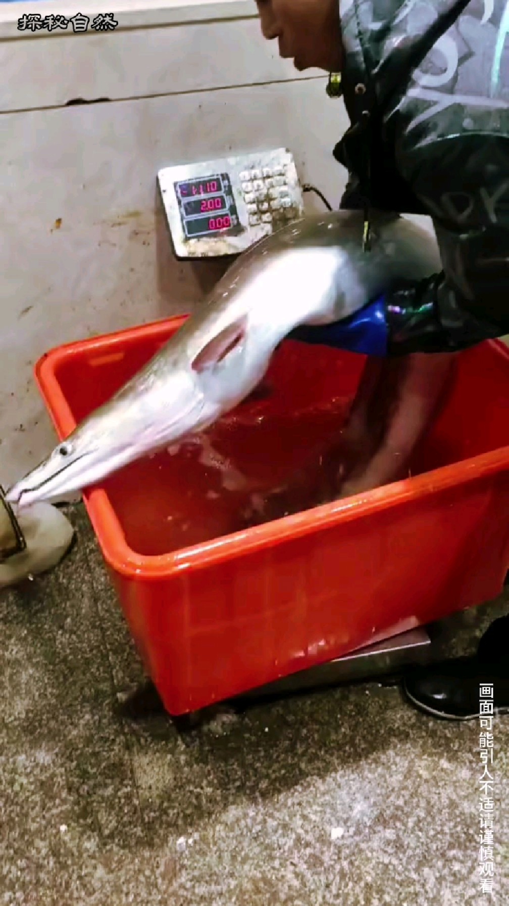 分享多种鳗鱼，大家都认识吗？#知识分享 #动物科普#鳗鱼#海鳗