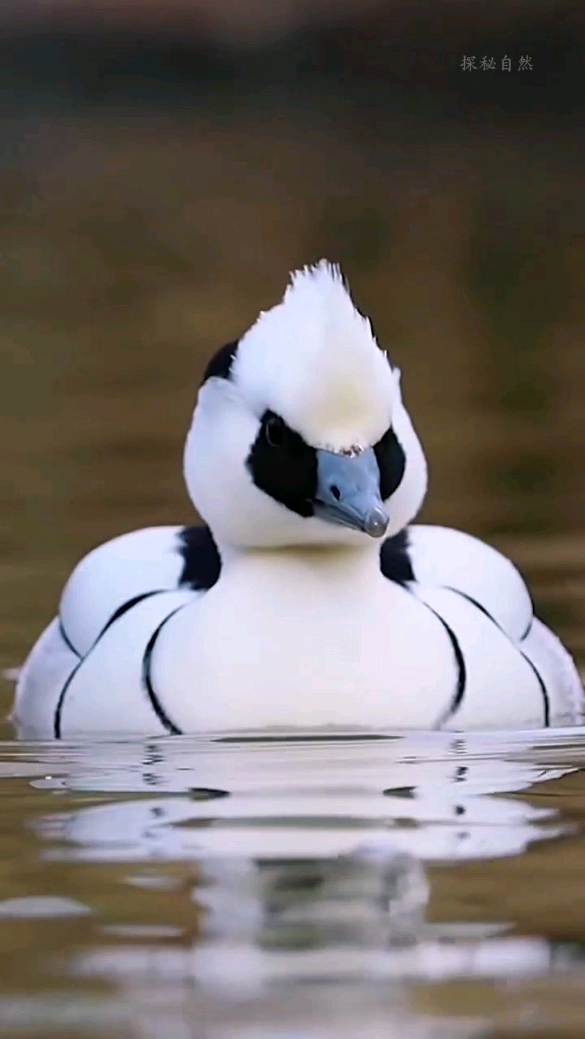 带你认识几十种鸭品种，看看你都认识几种呢！#鸭子#品种鸭#科普