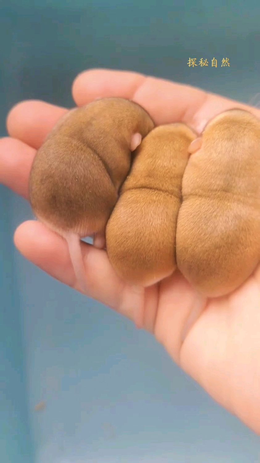 通心粉鼠软嘟嘟的好可爱