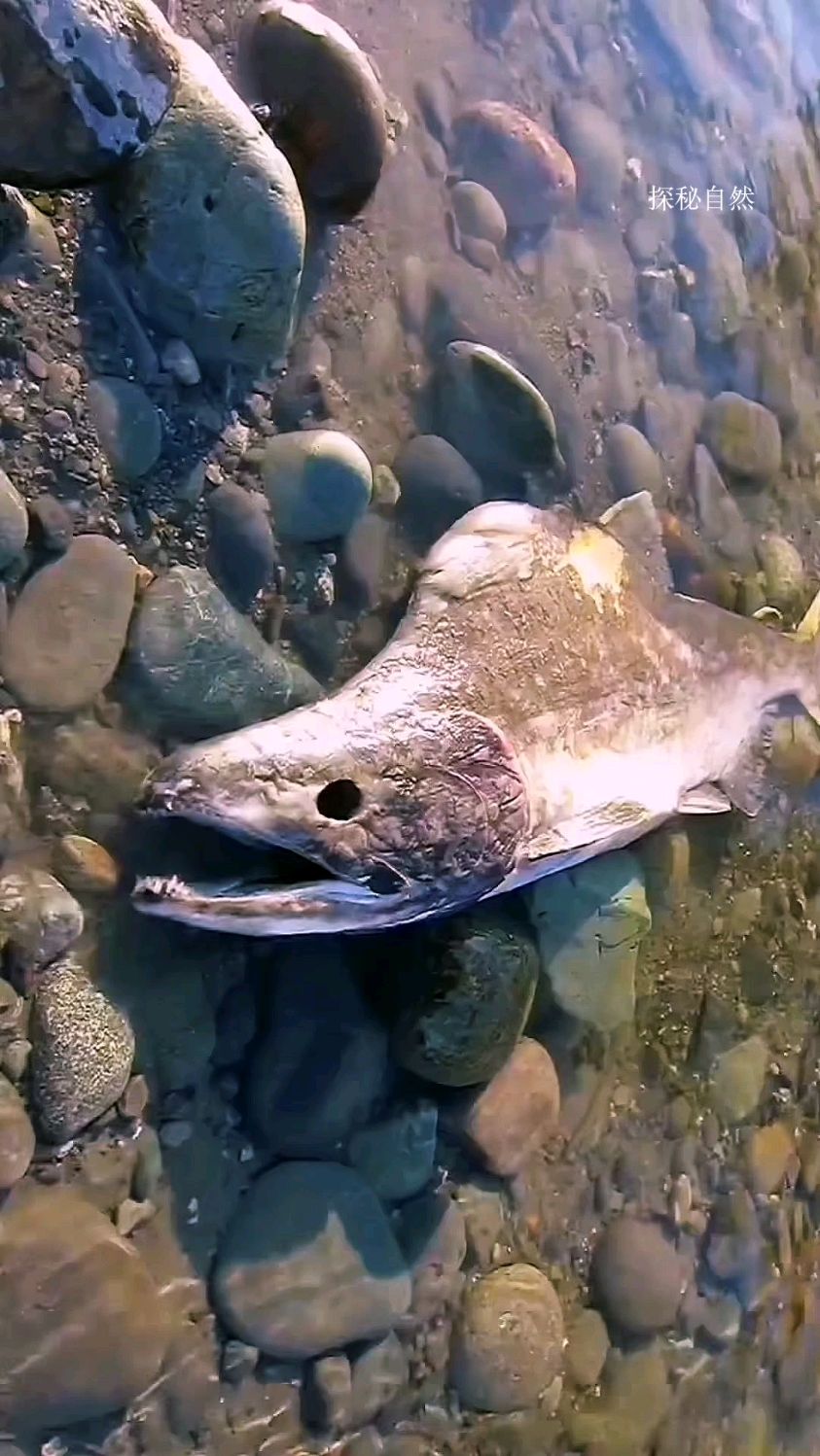 分享多种鱼品种大家都认识吗?#科普#涨知识#鱼