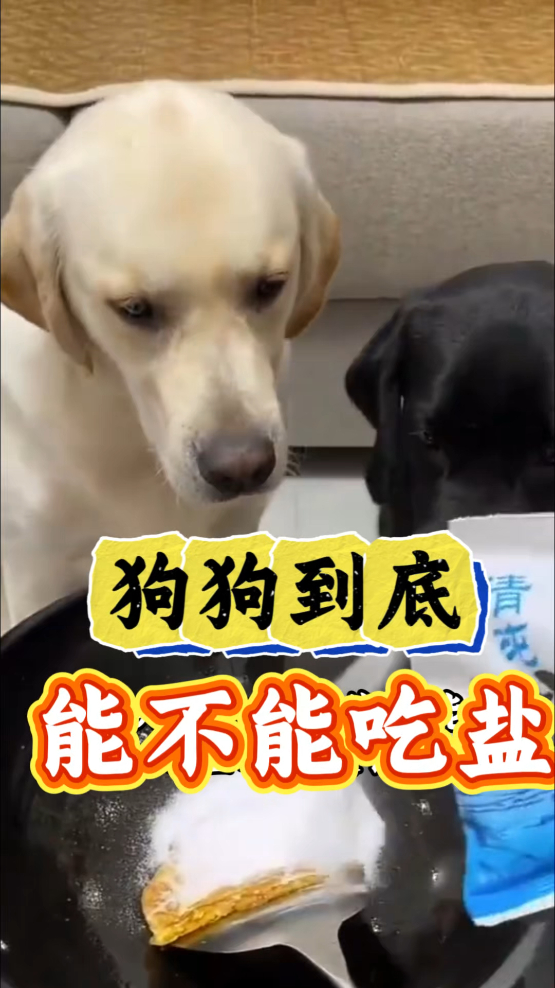 狗狗到底能不能吃盐，你家狗狗饭菜里放盐吗？