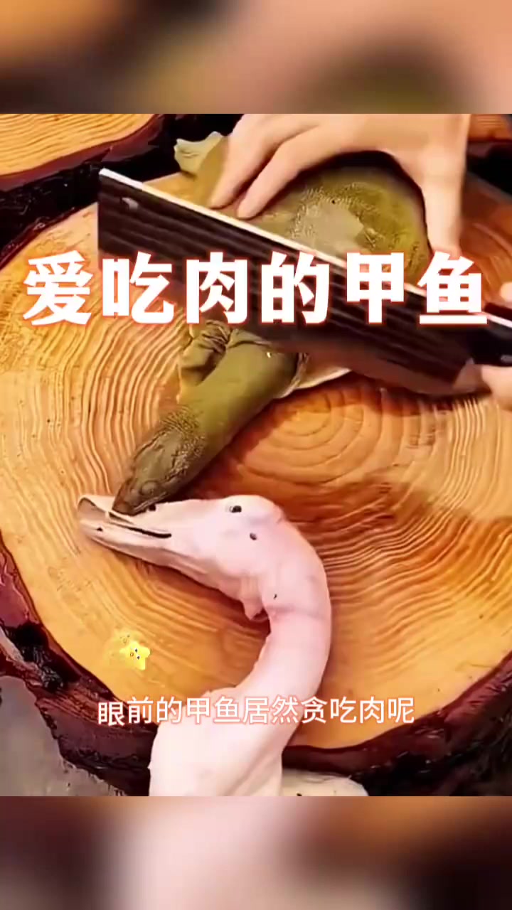 爱吃肉的甲鱼,贪吃付出代价