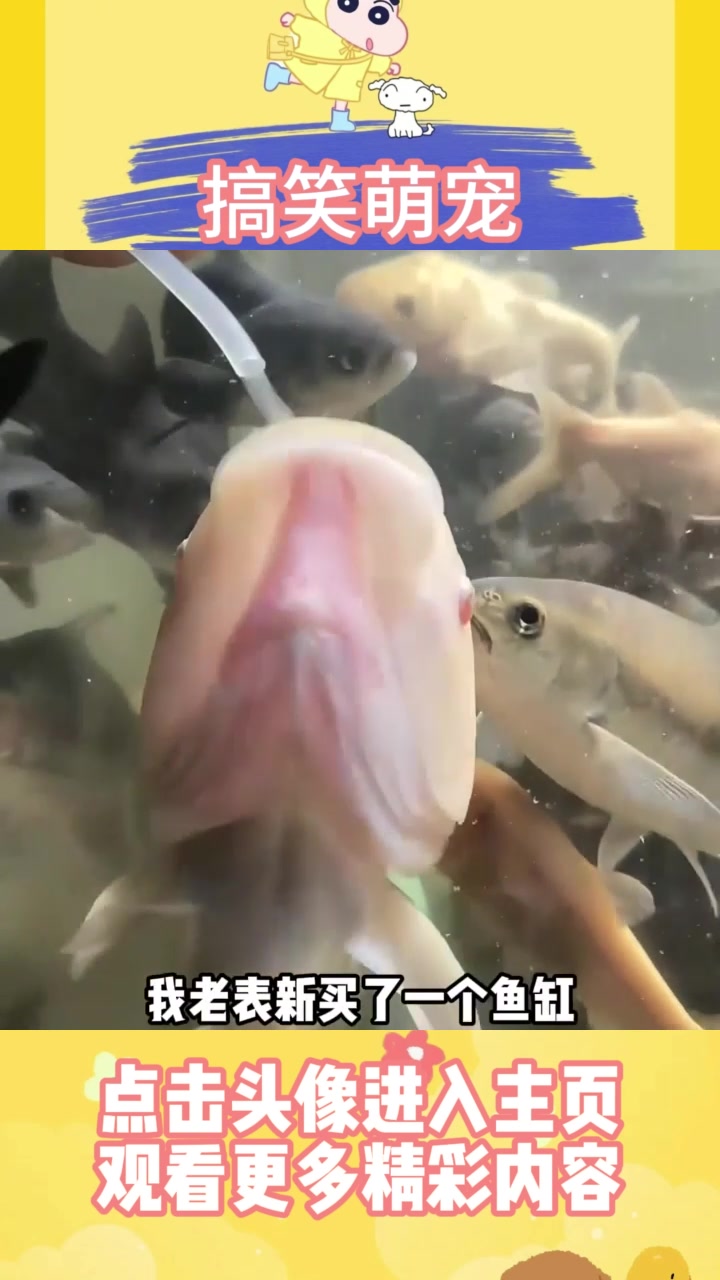 用吸管给鱼喂食,这能吃饱吗?