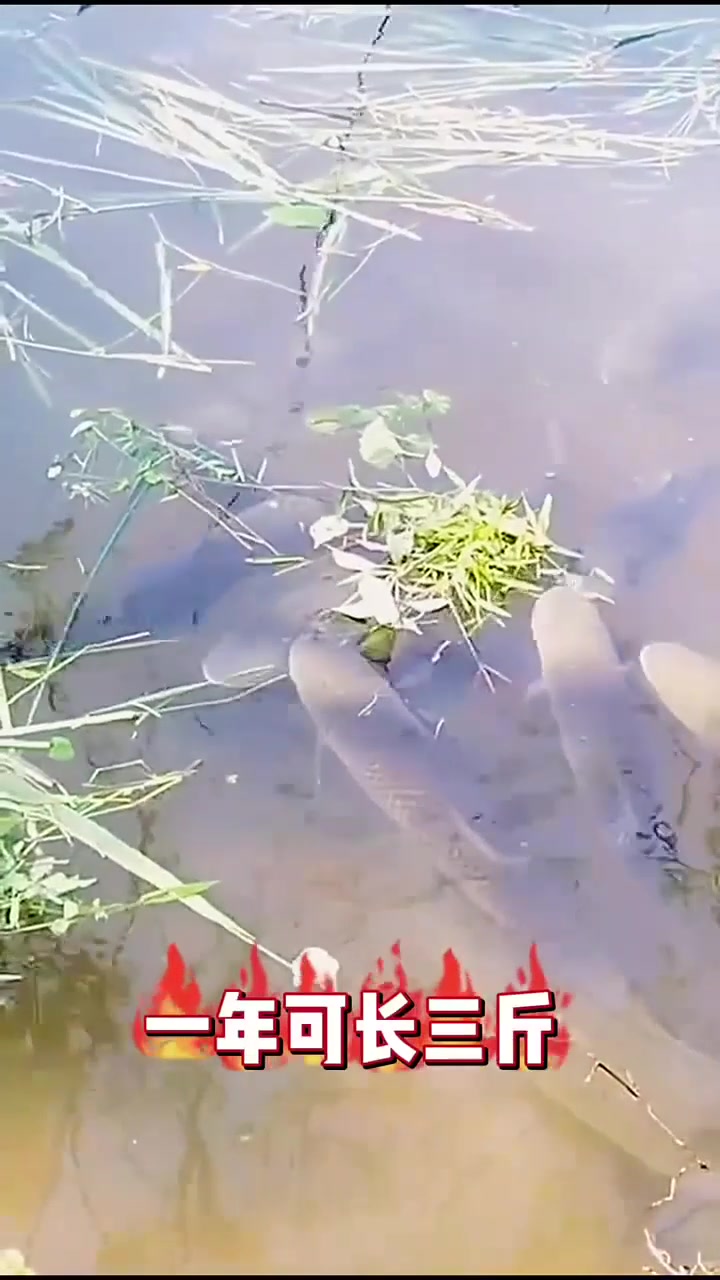 长得最快淡水鱼有哪些