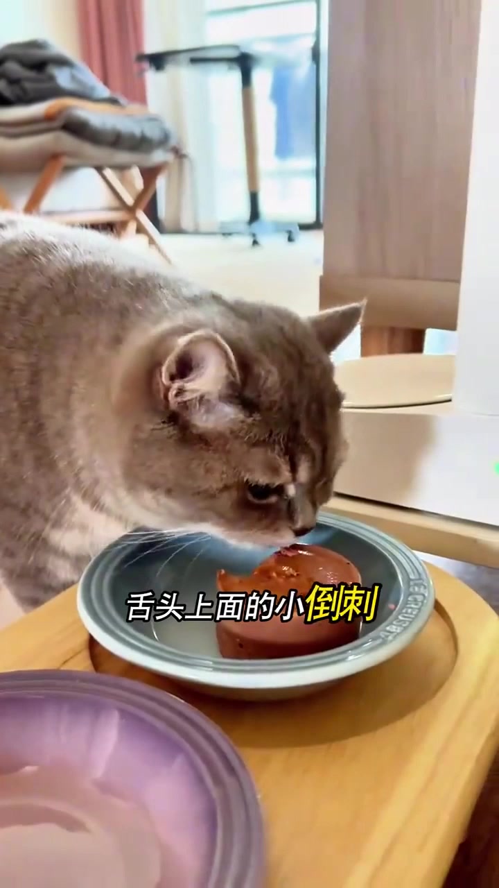 猫咪用舌头舔你要注意