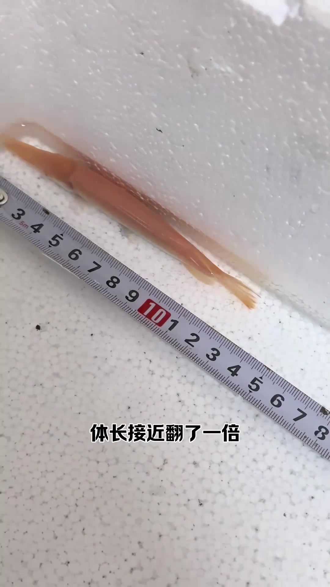 巨骨舌鱼vs鳄雀鳝,究竟谁才是真正的淡水王者呢?