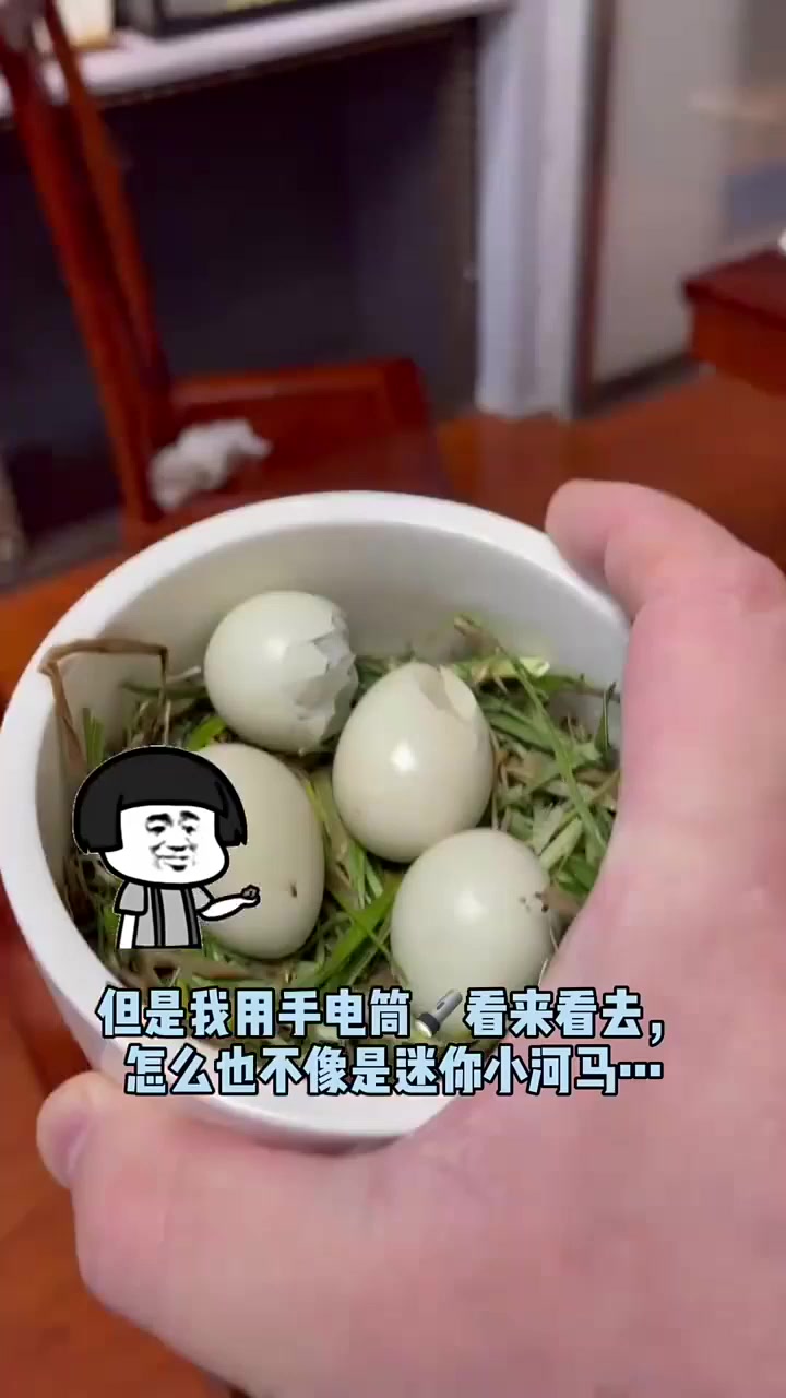 迷你小河马的蛋成功孵化出来了，但是应该不是他的孩子……