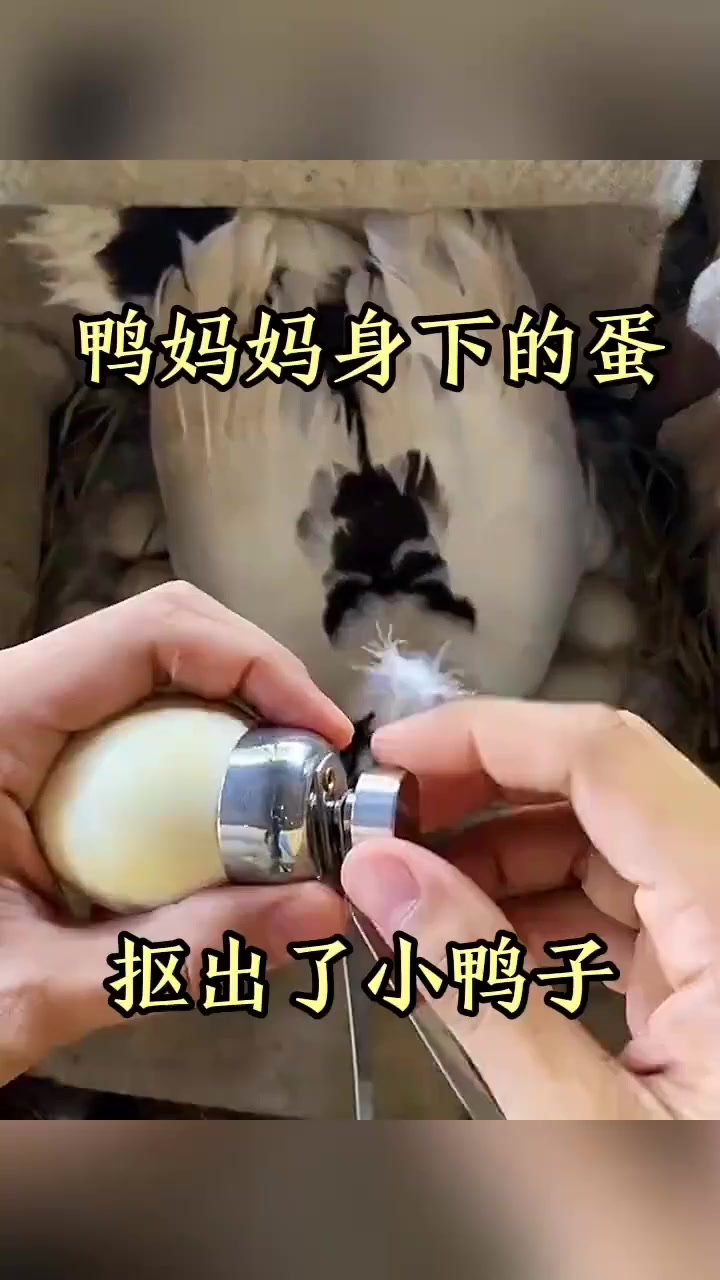 鸭妈妈身下的蛋,抠出了小鸭子!