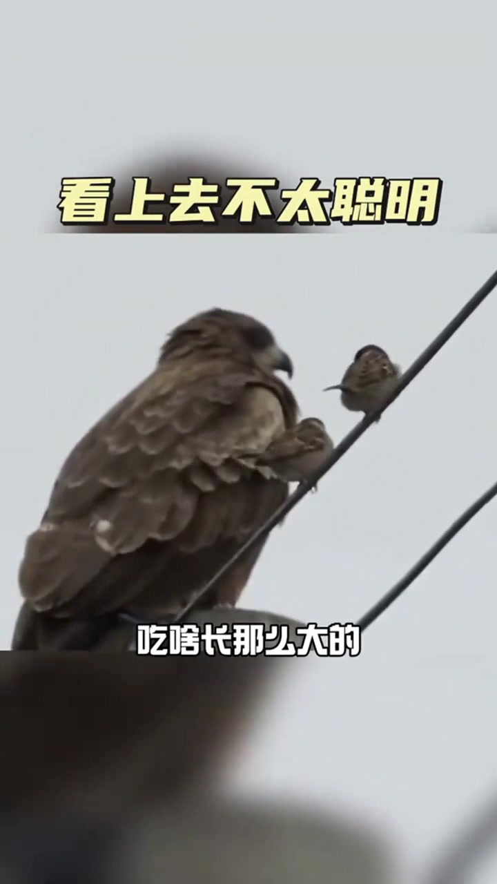 看上去不太聪明的样子,不能吃
