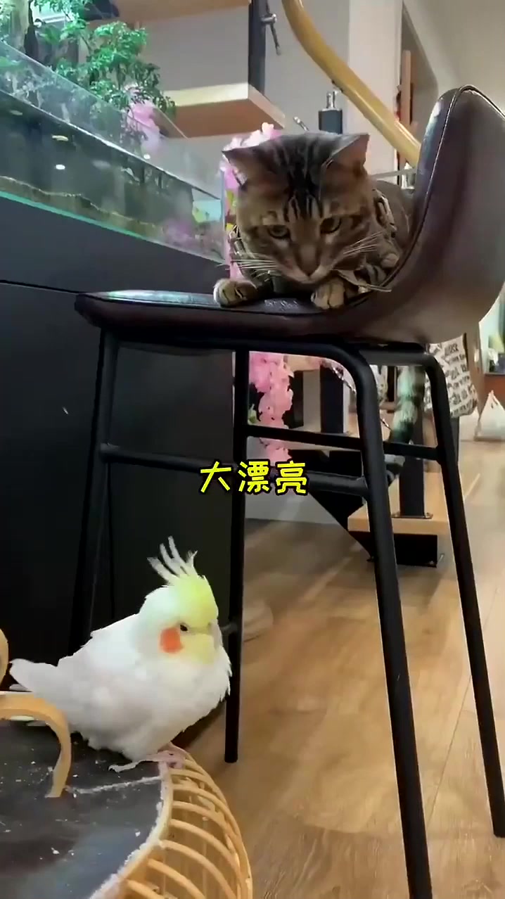 泡芙又有新的朋友了 还是没有逃过一顿喵喵拳