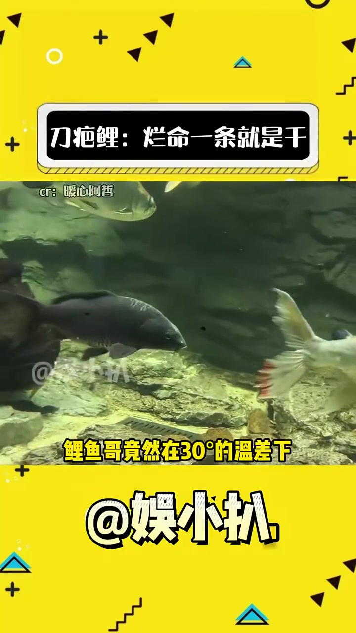 刀疤鲤:别人全点攻击,我除了攻击其他拉满(cr:)