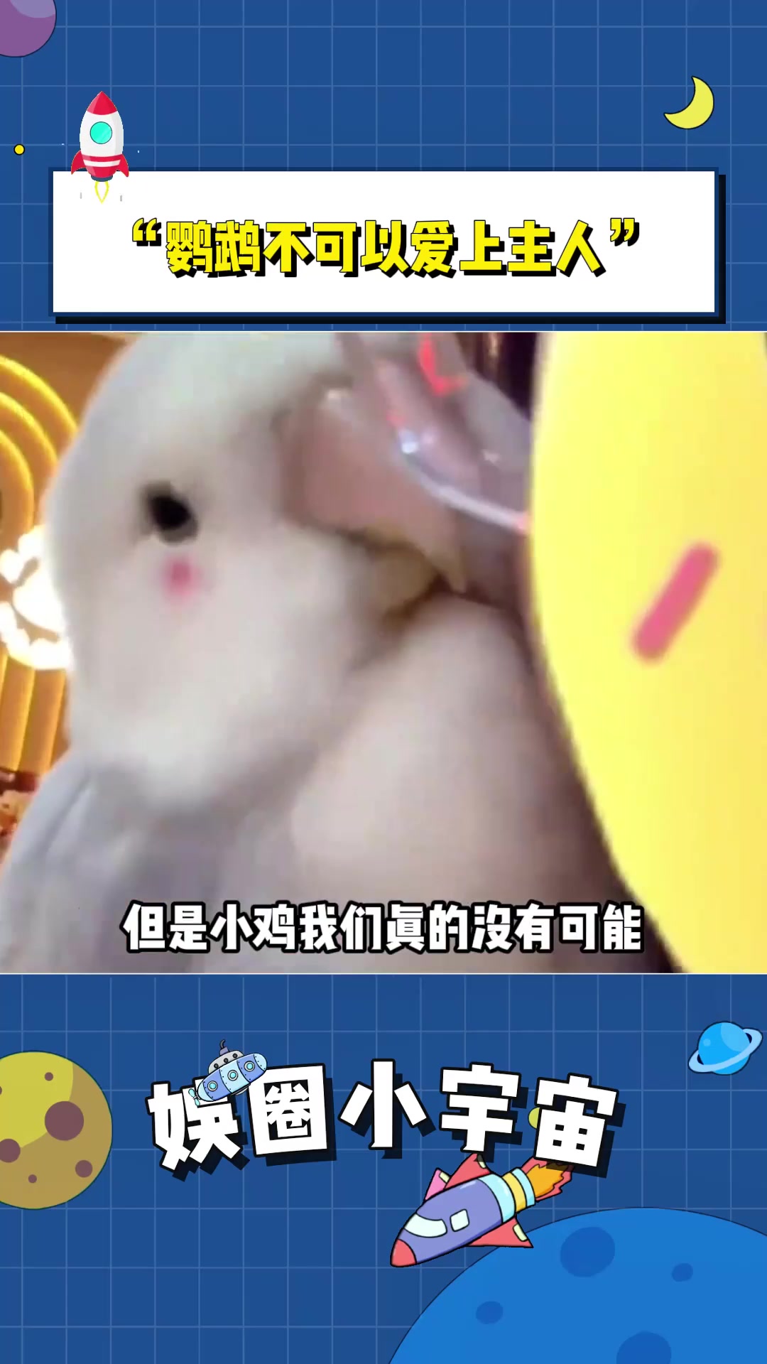 小鸡:放弃吧!鹦鹉和人类不可以相爱的!