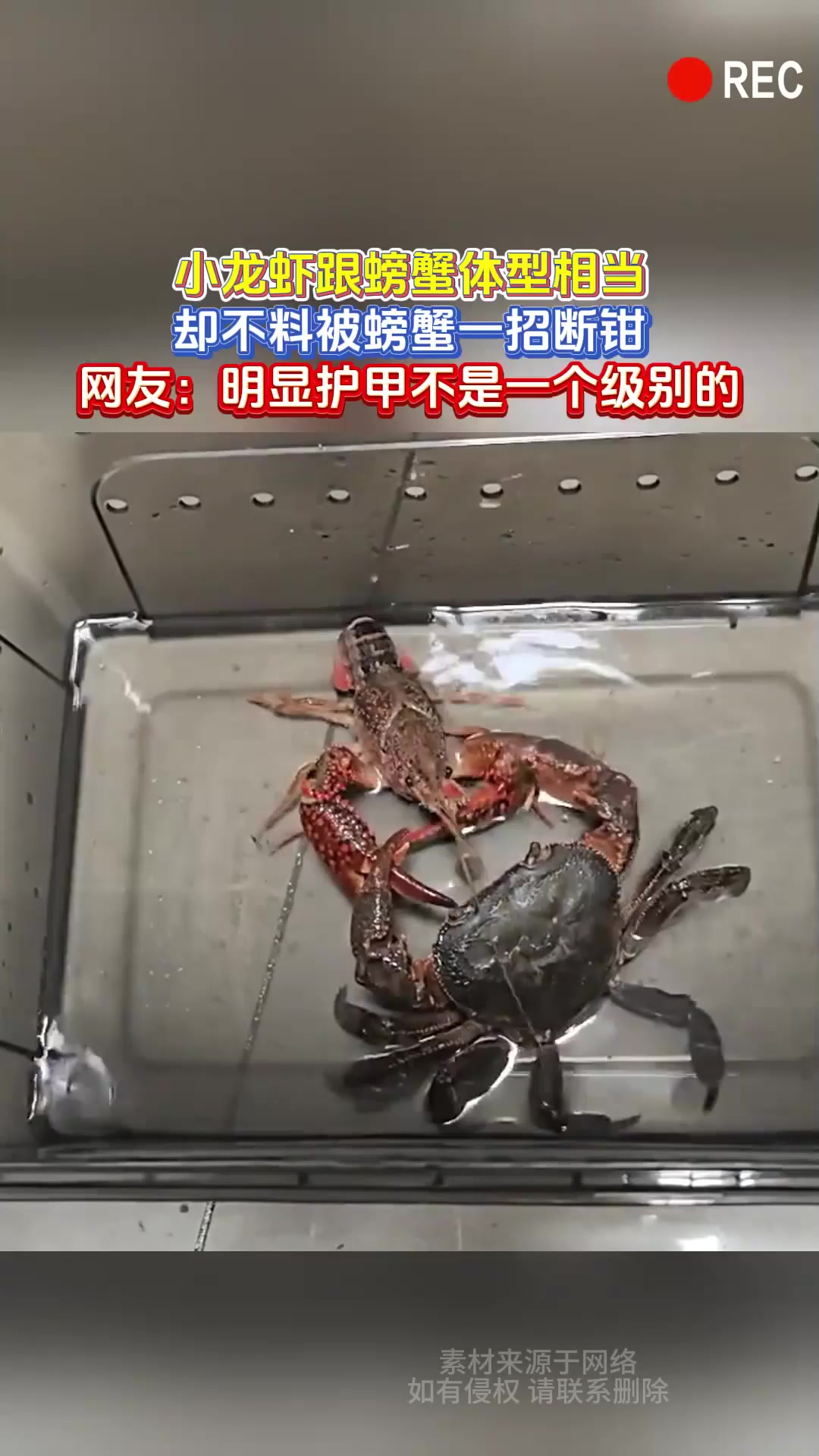 小龙虾跟螃蟹体型相当,却不料被螃蟹一招断钳,网友:明显护甲不