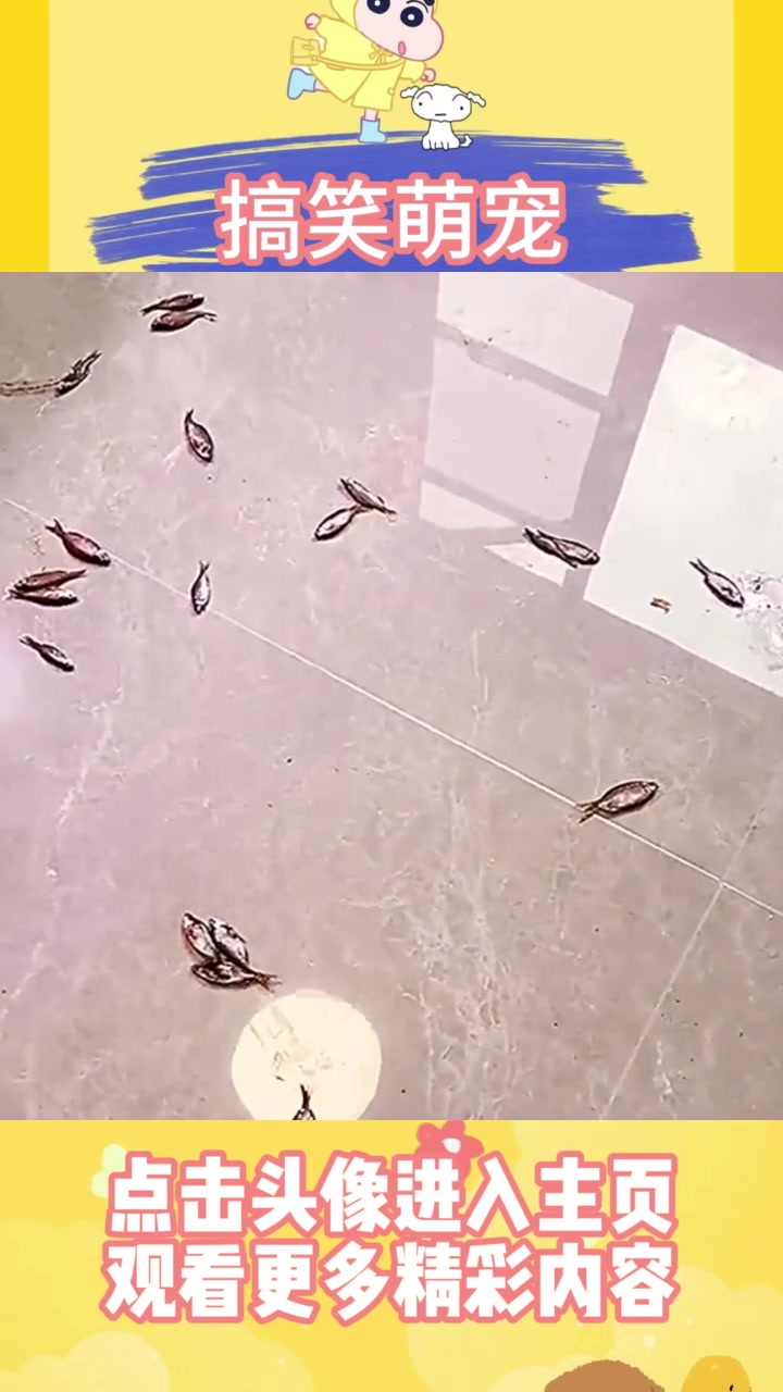 怎么都变成小鱼干了