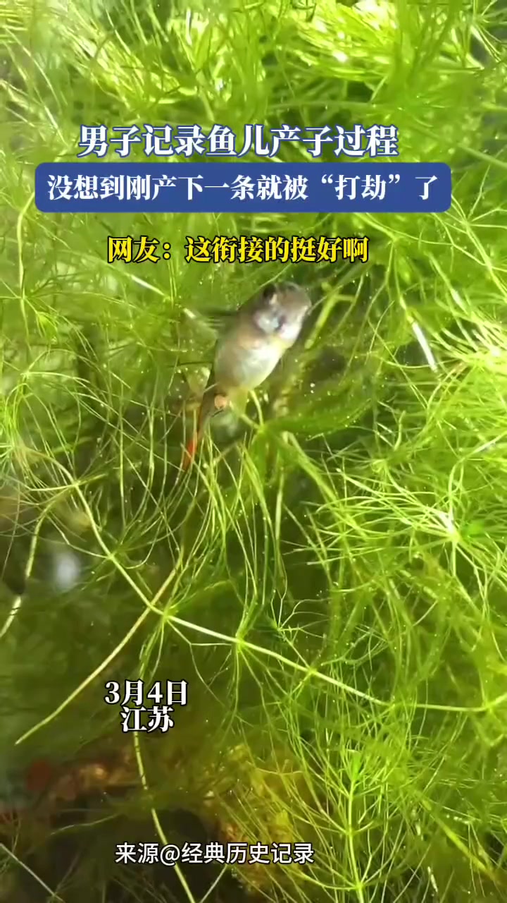 男子记录鱼儿产子过程，没想到刚产下一条就被“打劫”了