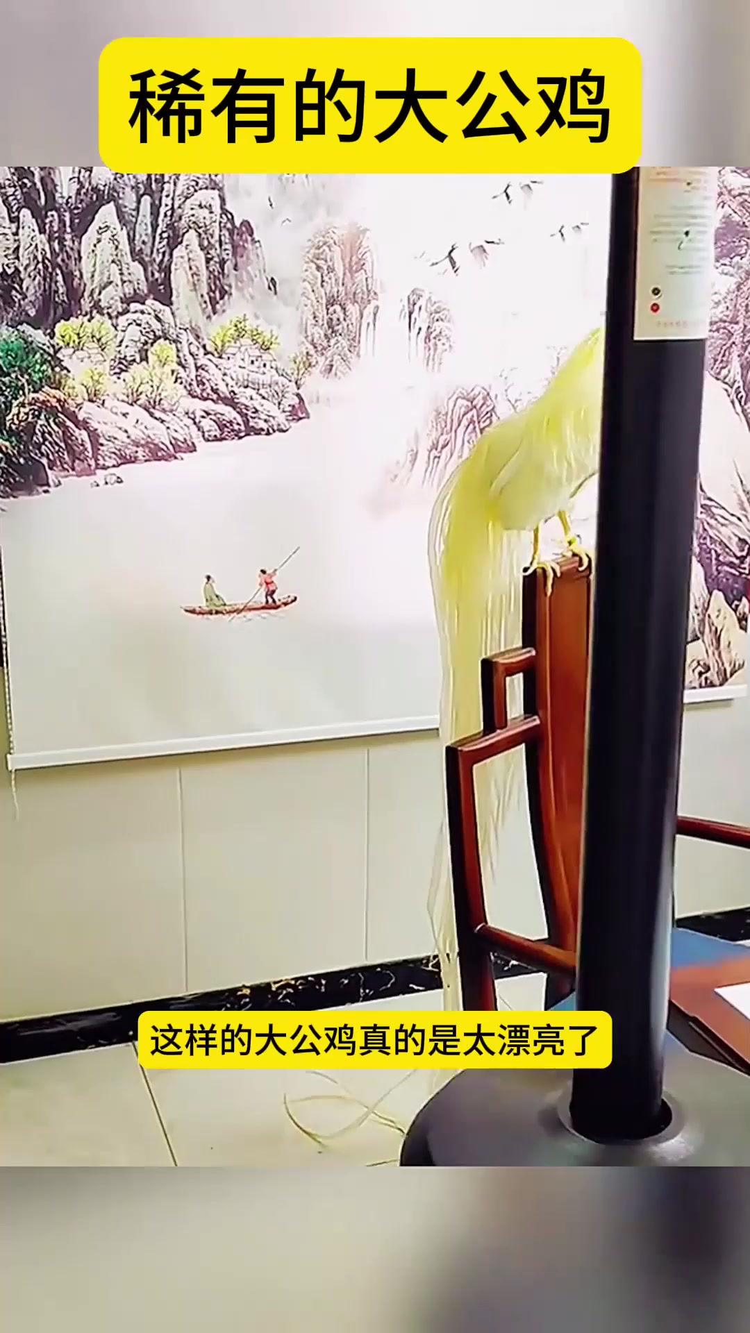 稀有的大公鸡，太漂亮了