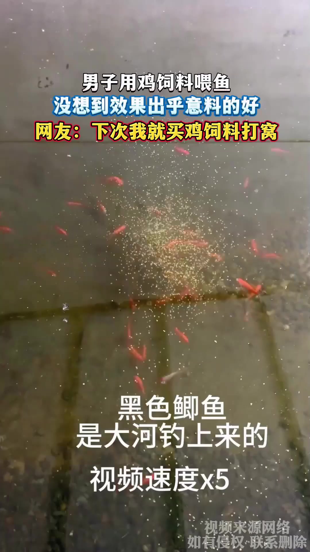 男子用鸡饲料喂鱼,没想到效果出乎意料的好,网友:下次我就买鸡