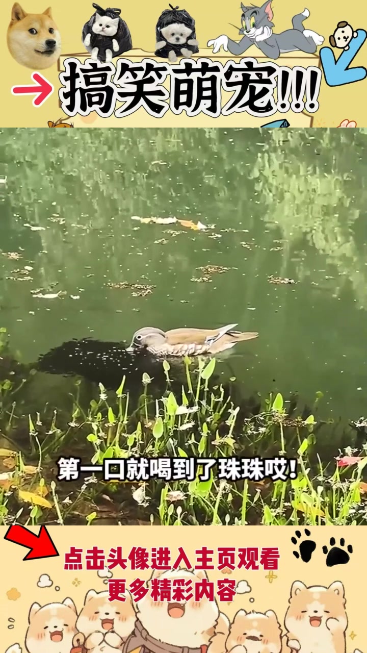 小鸭子吃蝌蚪，第一口就吃到珠珠