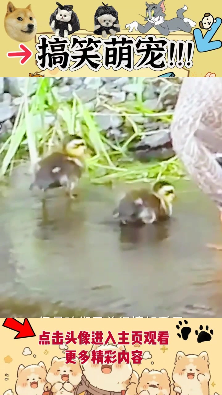 小鸭子们真团结，还知道互相帮忙