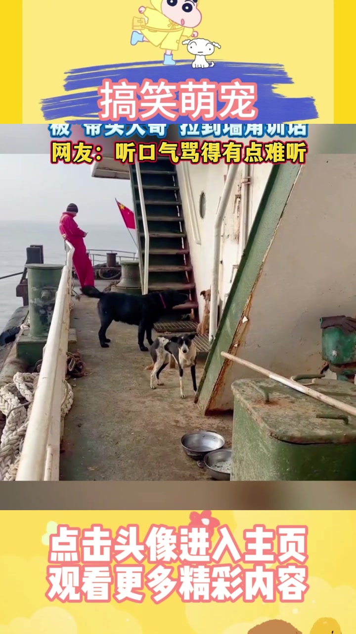 小黄狗咬人之后,被“带头大哥”拉到墙角训话,网友:听口气骂得