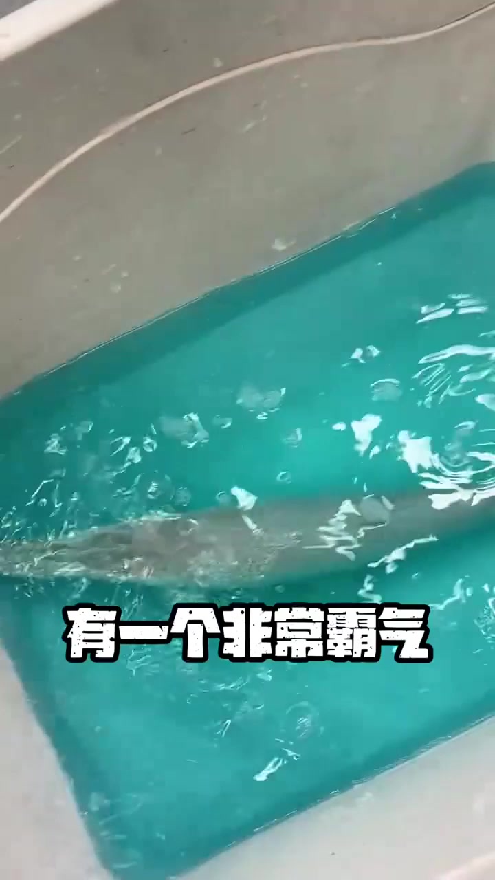 白化幽灵火箭!还活着!