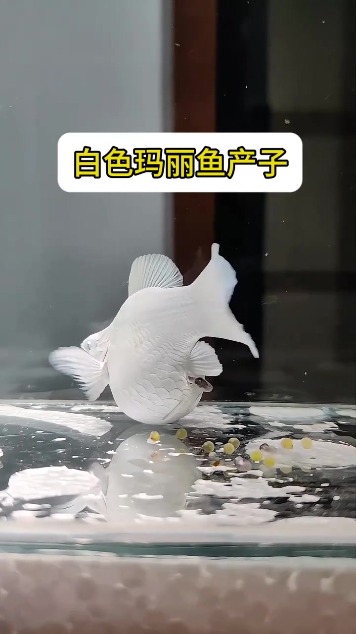 白色玛丽鱼产子