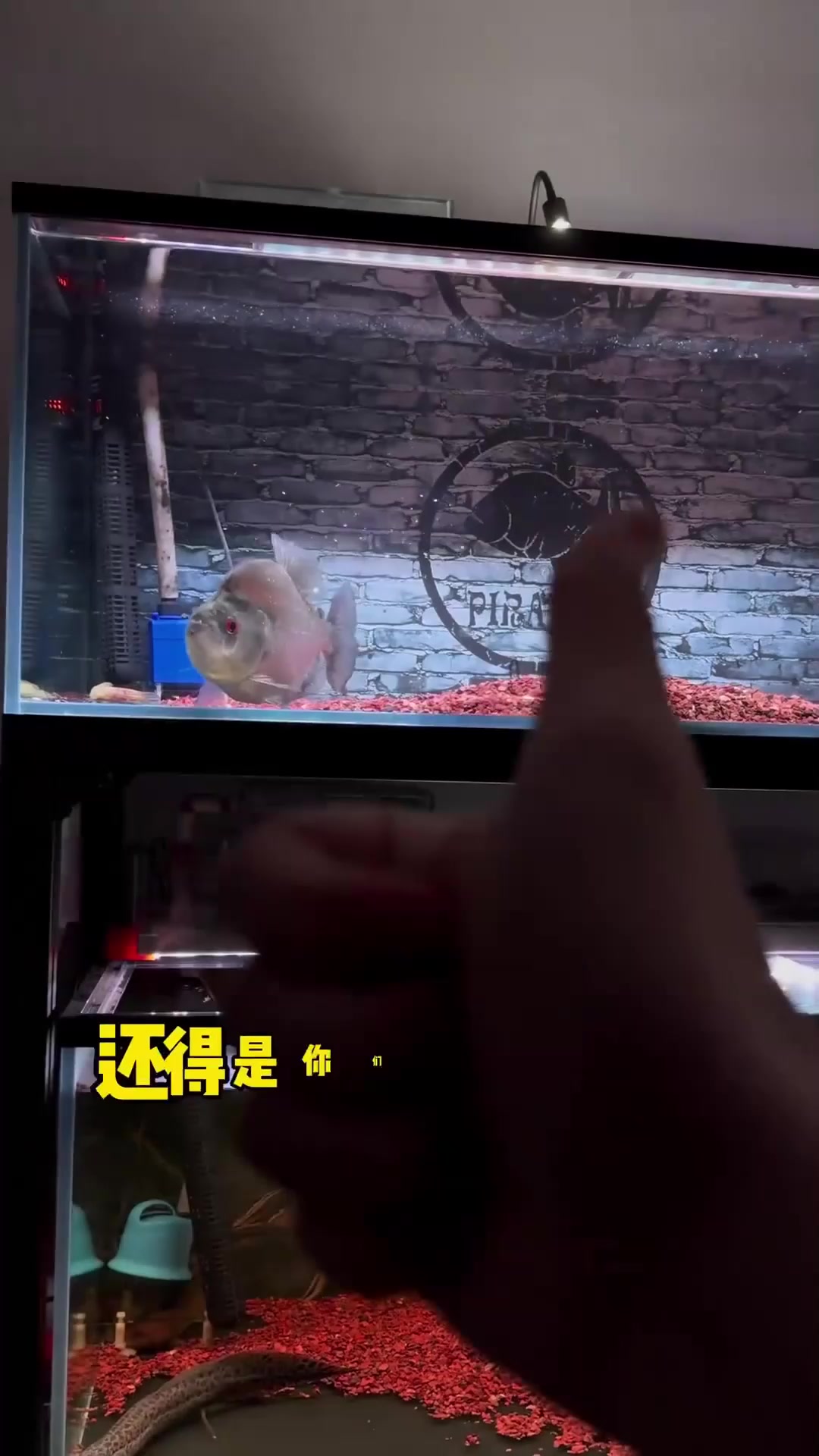 吃了食过人的食人鱼会不会得阮病毒?