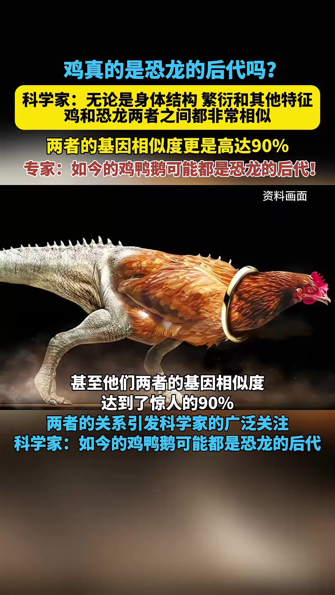 鸡真的是恐龙的后代吗?科学家:两者的基因相似度高达90%!