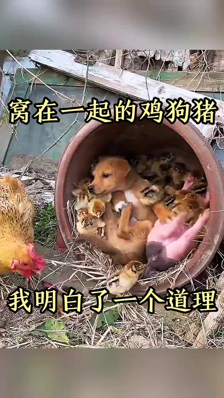 窝在一起的鸡狗猪,我明白了一个道理!