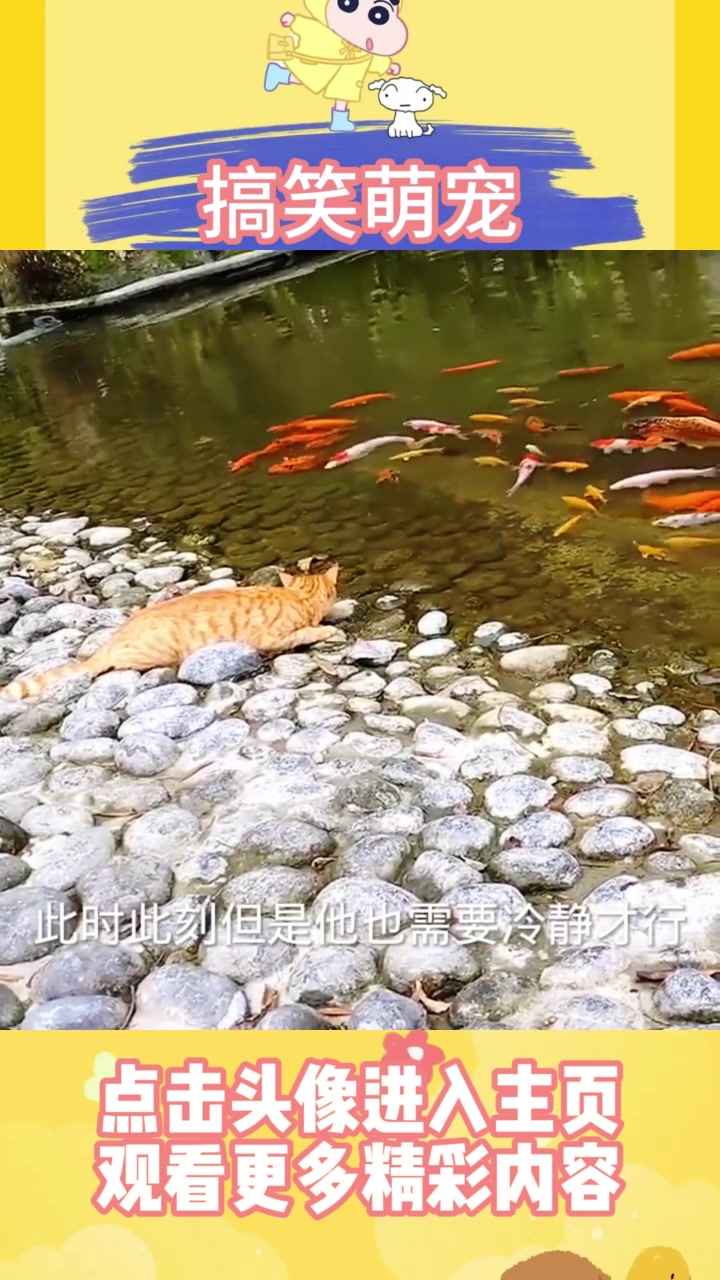 看看猫咪抓鱼的厉害了