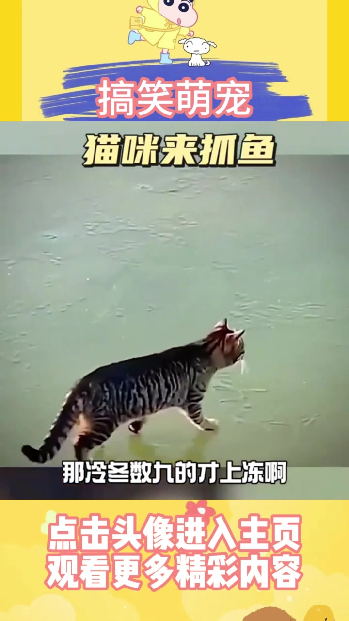 猫咪来抓鱼,太不容易了