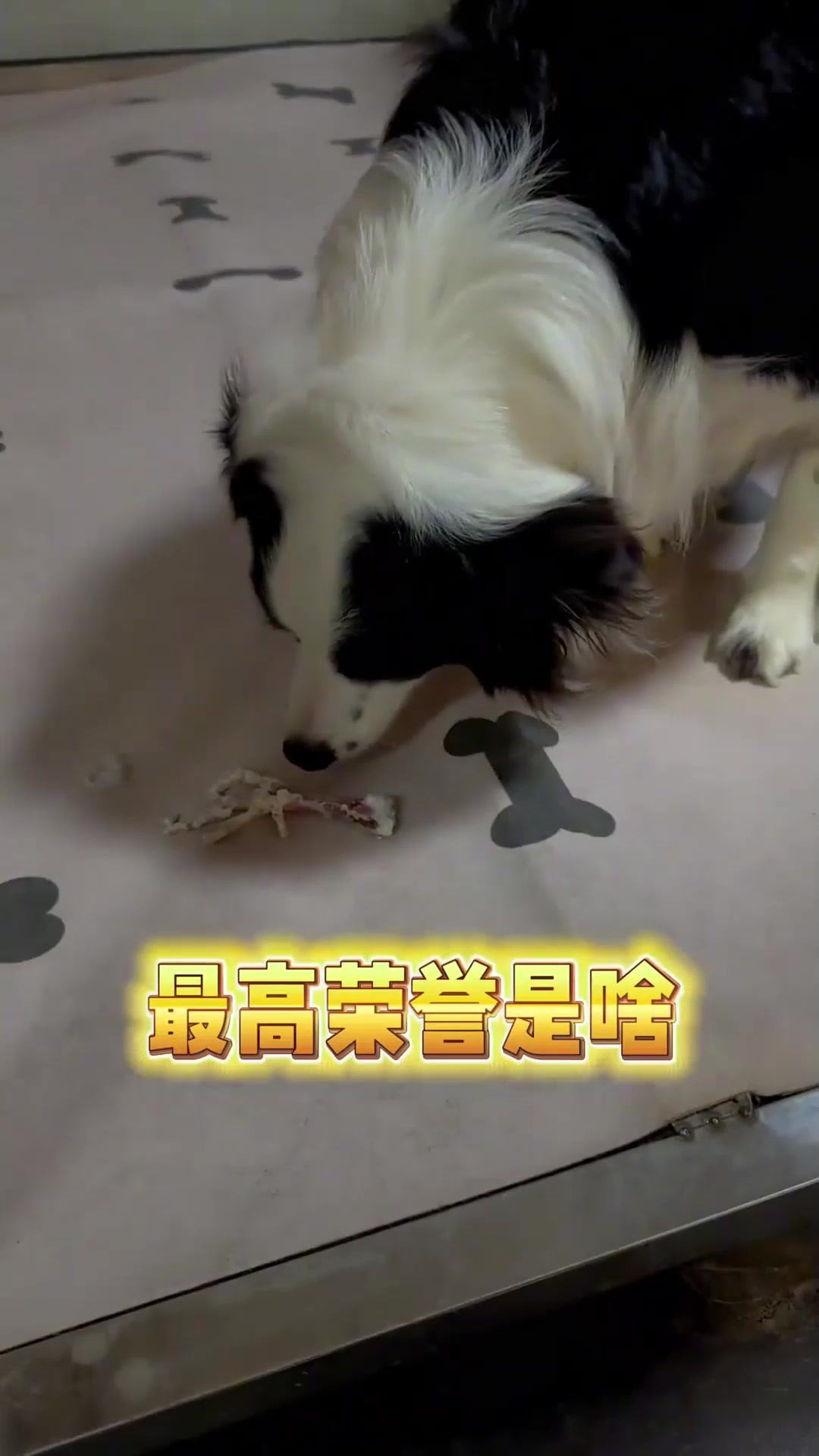 群游食人鱼来啦！