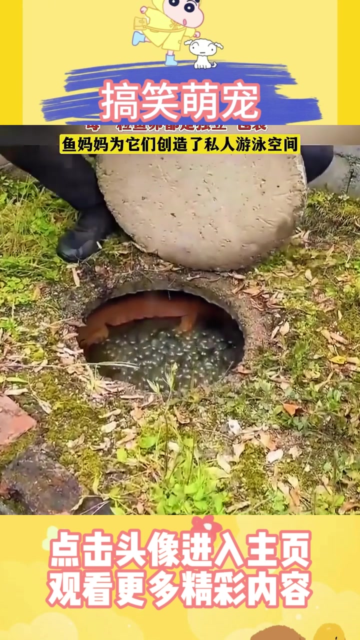 原来娃娃鱼的鱼卵是这个样子的,每一粒鱼卵都是独立“包装”