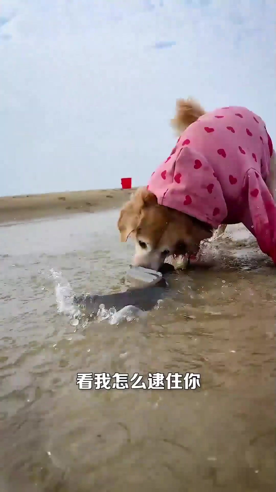 六一儿童节狗狗赶海抓海鲜给主人不吃,主人带它去吃汉堡和披萨!