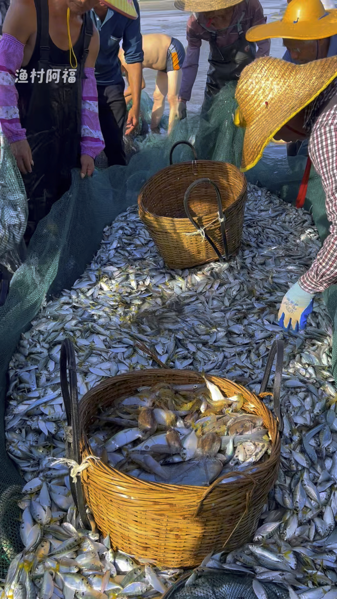 信息的不对等致使海边新鲜吉尾鱼8毛一斤都卖不出去