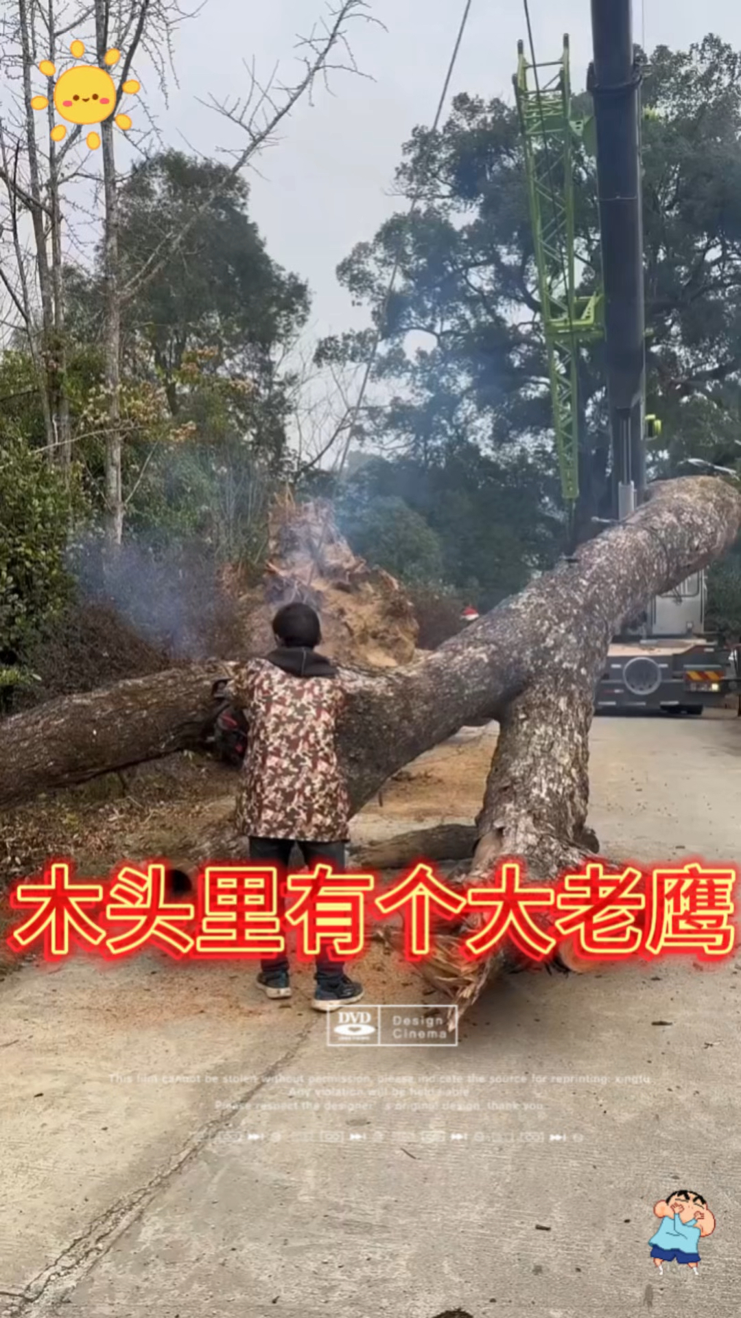 木头里有个大老鹰!!!