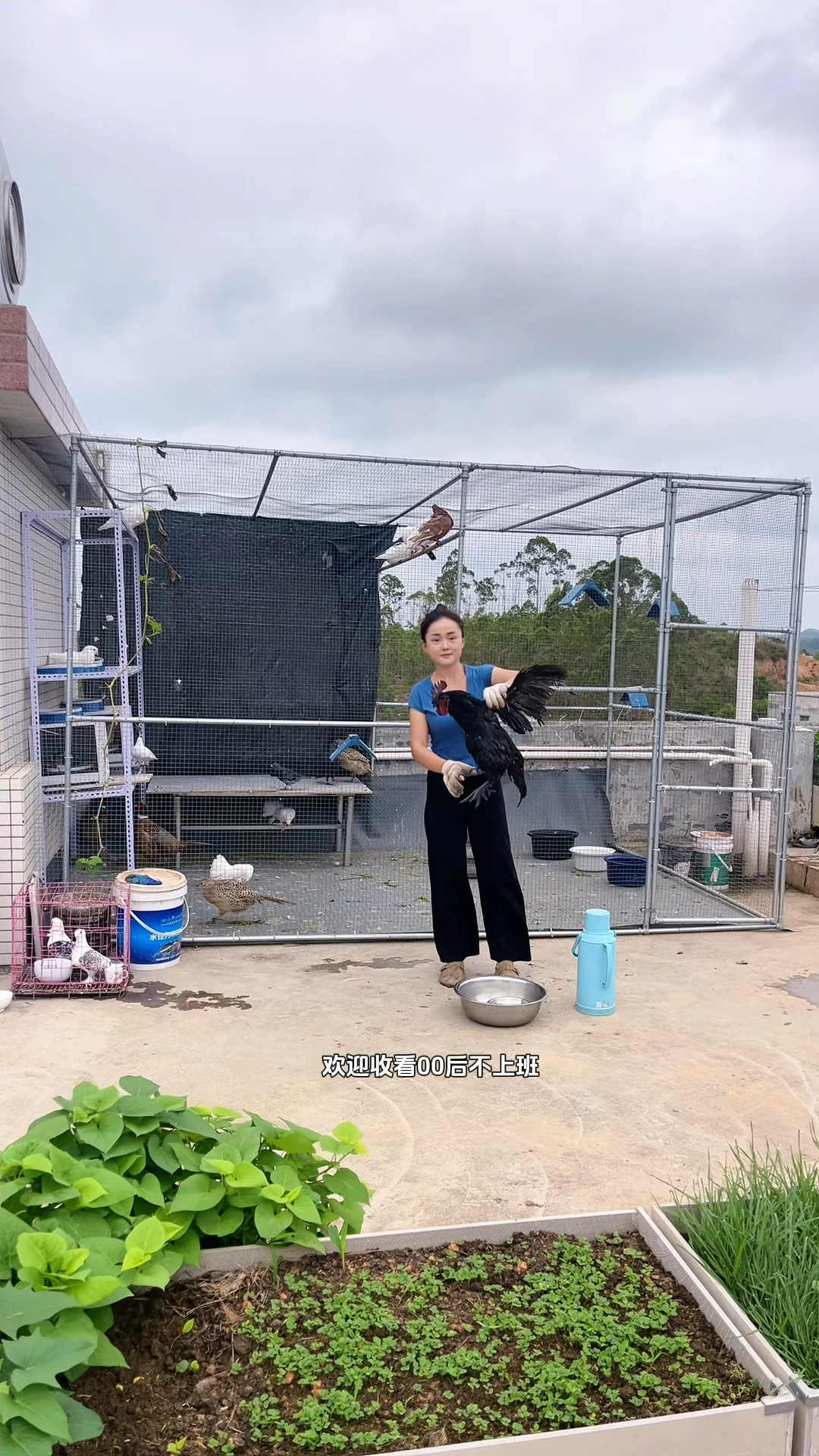 买的母鸡苗养大全是公鸡 杀了吃掉 打鸣太吵了