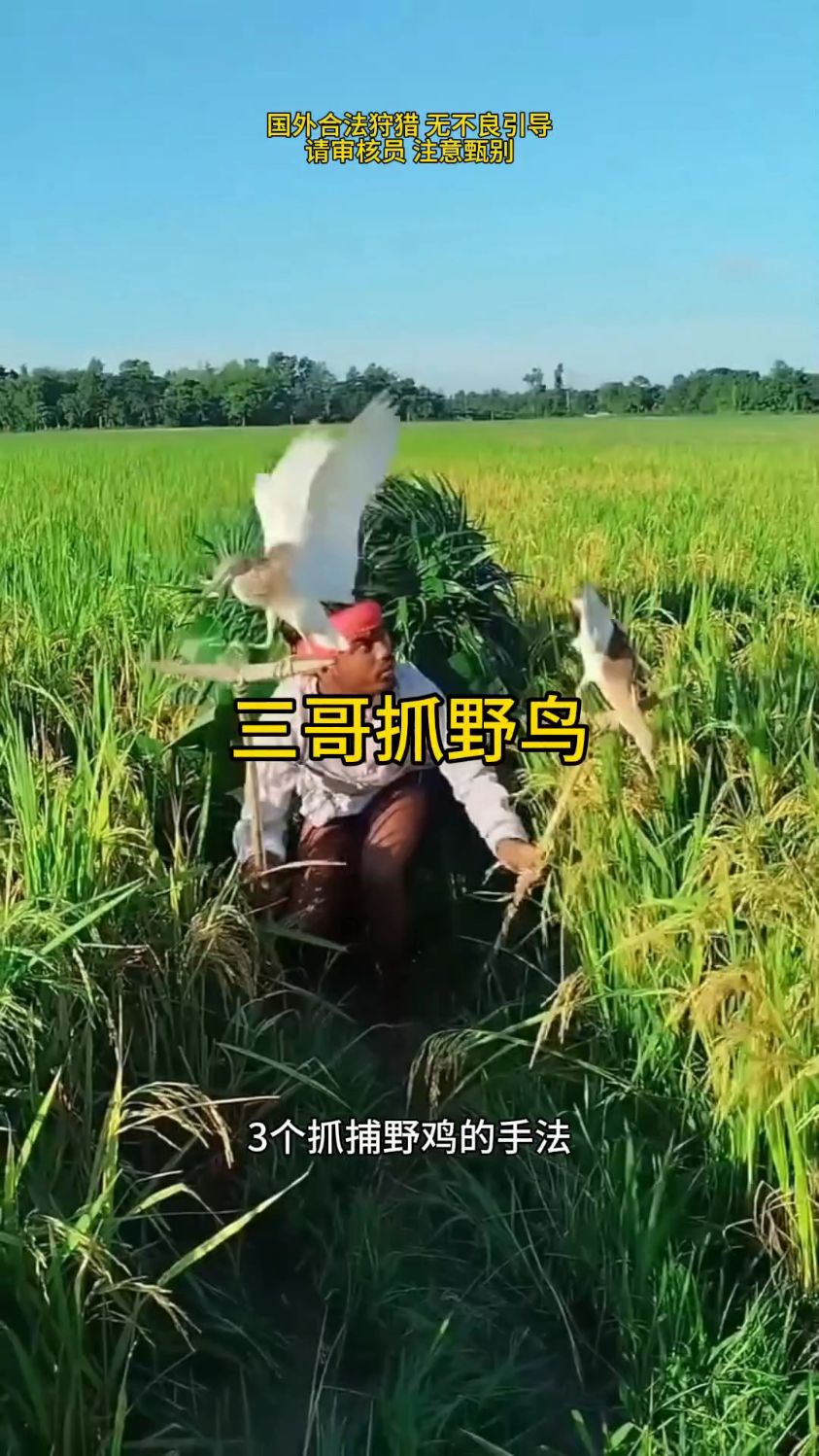 这是你从未见过的抓野鸡陷阱