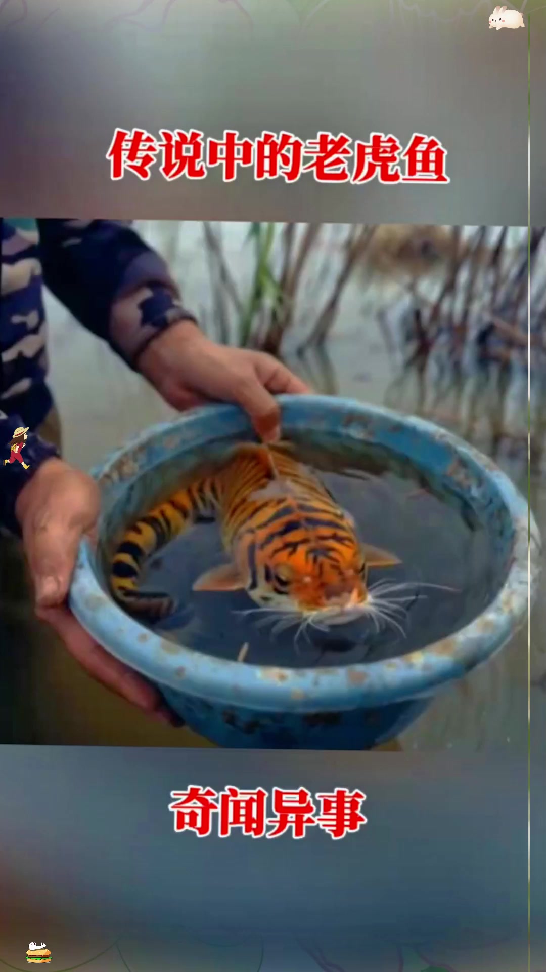传说中的老虎鱼，奇闻异事