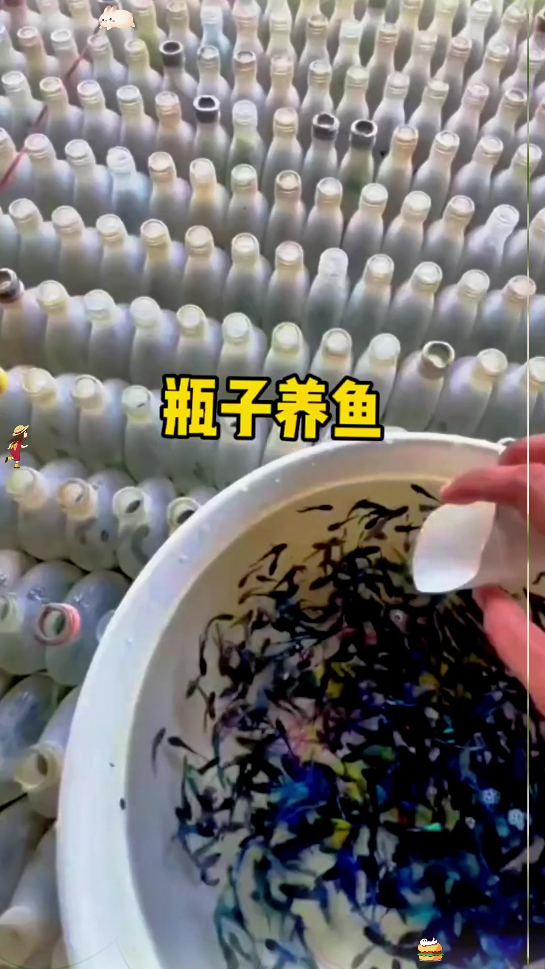 这就是一些观赏鱼养殖的现场